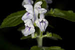 Hairy skullcap